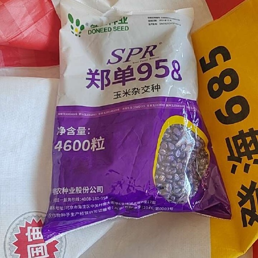 故城县郑单958SPR升级版的国审玉米种