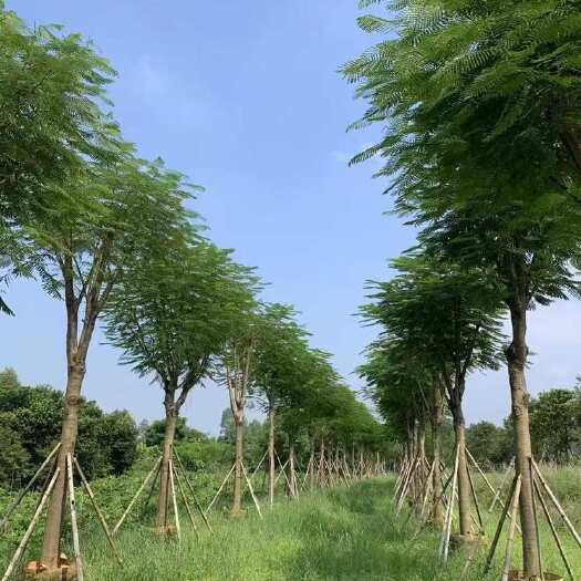普宁市凤凰木10-35分，各种规格，大量低价出售