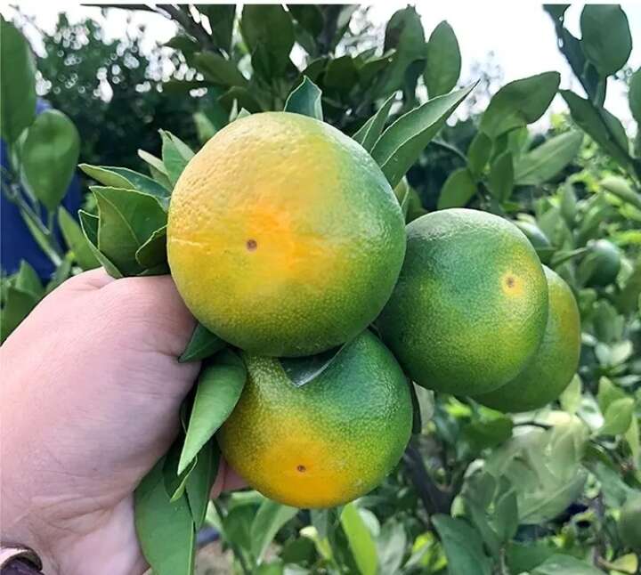 日南一号柑橘苗   特早熟  青皮蜜桔苗