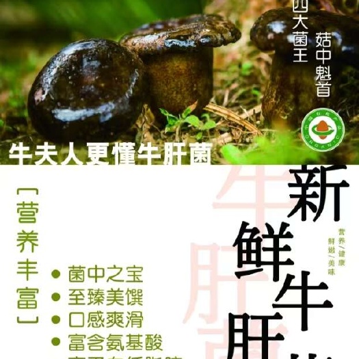 景洪市黑牛肝菌干货
