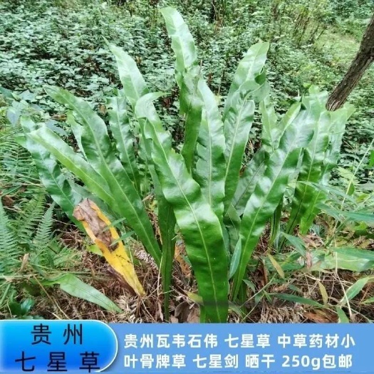 紫云县中药材全草类七星剑产自贵州安顺紫云苗族布依族自治县品质好貨源