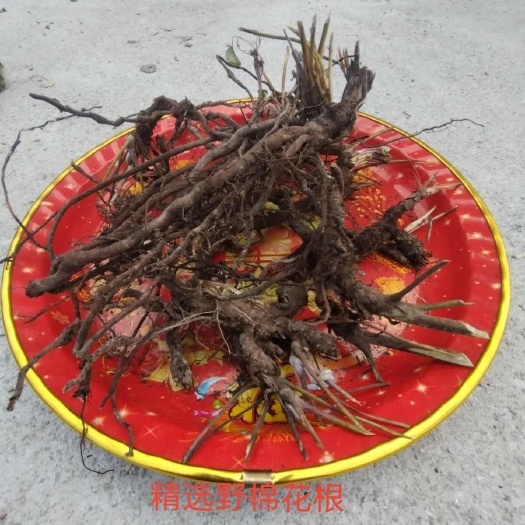 紫云县中药材根茎类棉花根 贵州安顺紫云苗族布依族自治县发货品质优厚