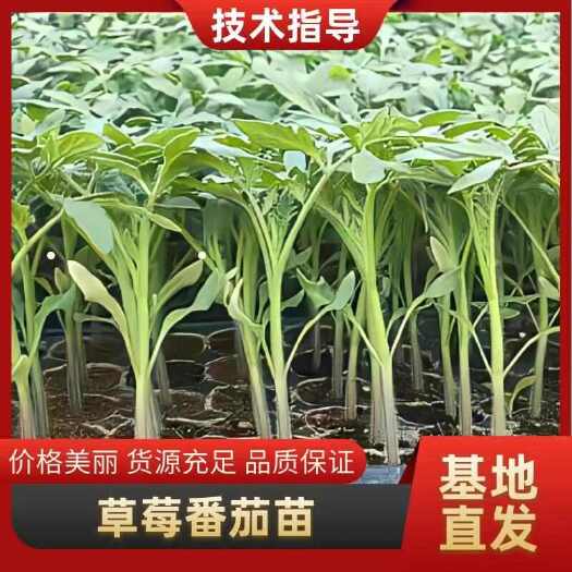 寿光市草莓番茄——秋之恋。耐裂脆甜，抗病毒能力比较好