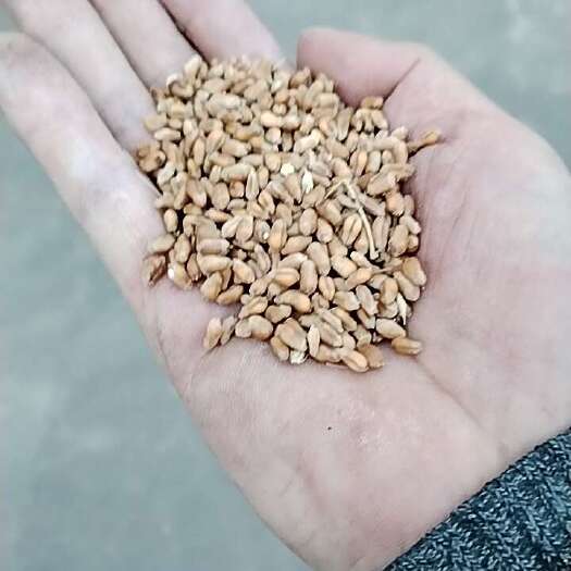 如皋市农家小麦