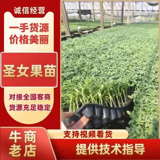 寿光市小粉番茄苗 圣女果苗 苏菲娅七号 寿光特丰种基地直销