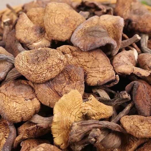通辽榛蘑东北野生蘑菇长白山特产农家干货