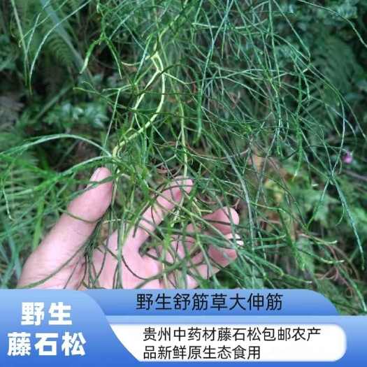 紫云县大伸筋草中药材 优质根茎类药材 来自贵州安顺紫云产地直供