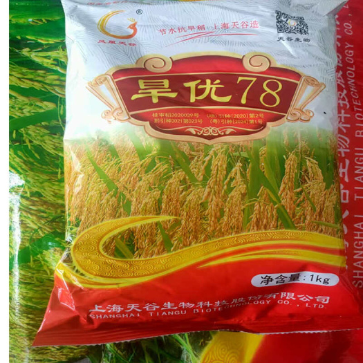 沭阳县旱优78杂交水稻种子旱稻种子节水抗旱稻优质高产品种