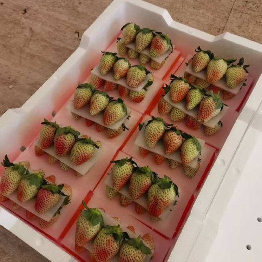 十合一冬草莓，奶油草莓