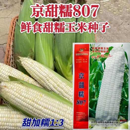 北京四海京甜糯807甜糯玉米种子甜加糯玉米种子鲜食大棒高甜粘