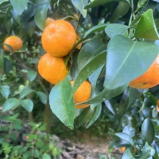 大量出售沙糖桔，可打蜡￼水洗抛光￼