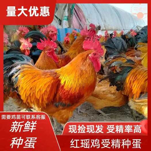 郯城县快大青脚麻红瑶鸡种蛋新鲜种蛋现捡现发可孵化受精种蛋