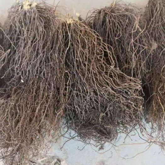 行唐县统货威灵仙，现货，3年水洗