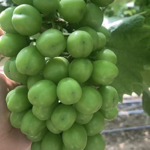 南宁阳光玫瑰
