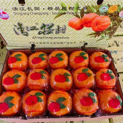 长阳县岩松坪椪柑