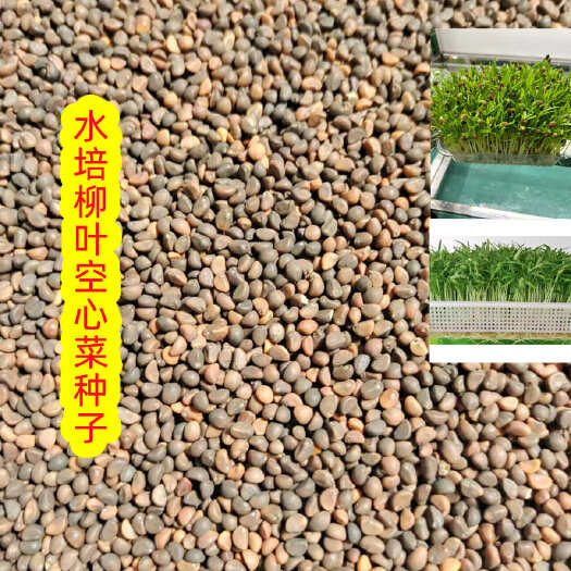 安仁县空心菜种子柳叶空心菜种子水培芽苗菜种子水培专用芽苗菜空心菜