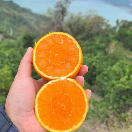 【主推九月红果冻橙】产地直销货源充足质量保证支持产地看货