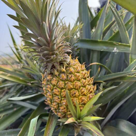 徐闻县广东湛江徐闻香水菠萝精品果900g+新鲜发货可定制成熟度
