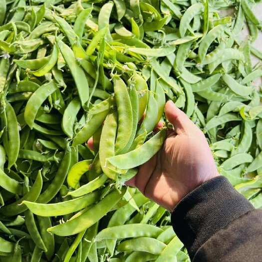 翁源县精品荷兰豆