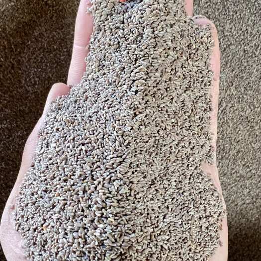 贺兰县食用沙蒿籽
