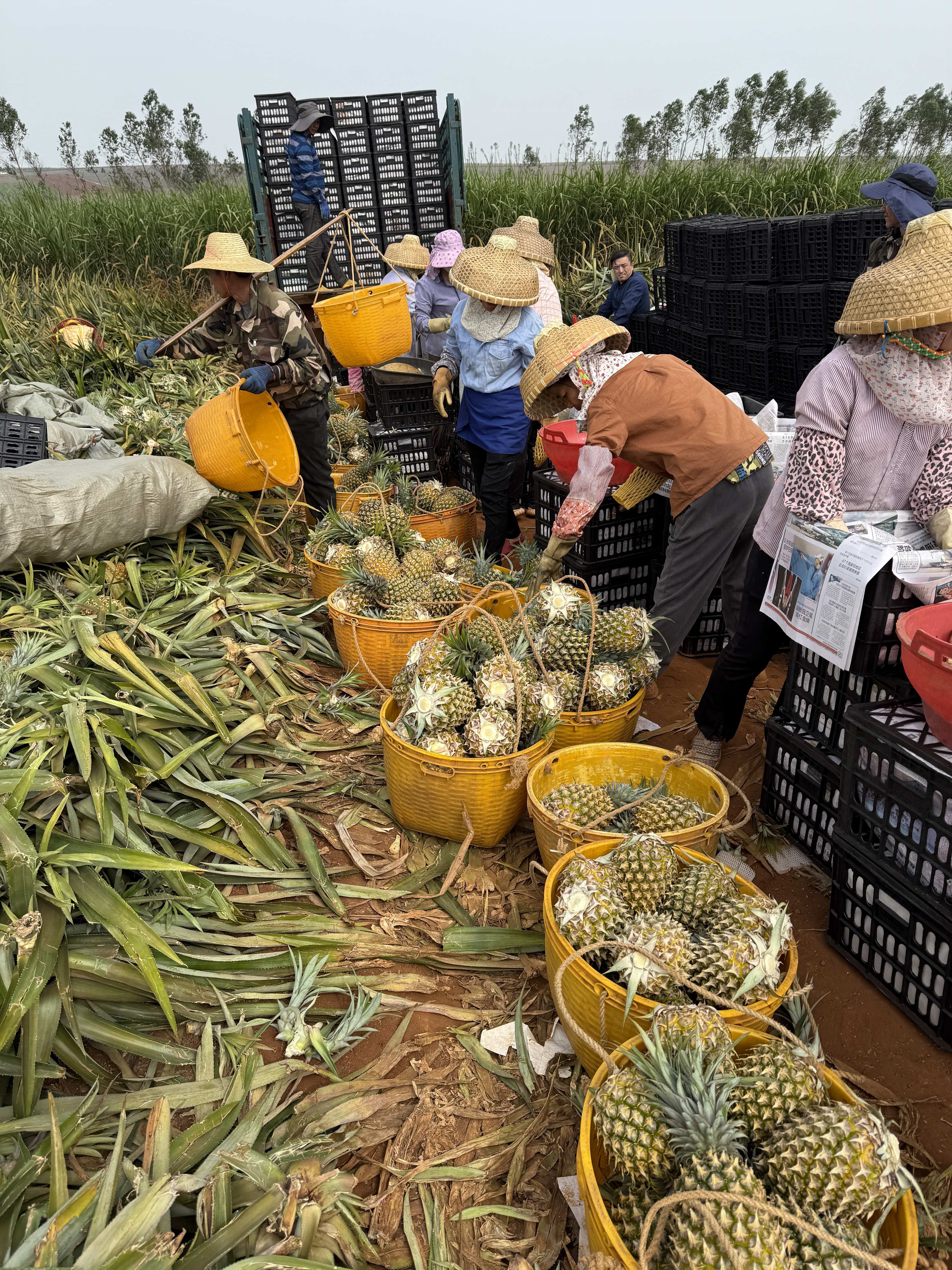 广东湛江徐闻香水菠萝精品果900g+新鲜发货可定制成熟度