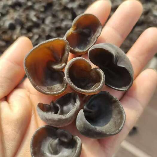 通化县木耳基地大量批发各种木耳，质量保证，欢迎洽谈