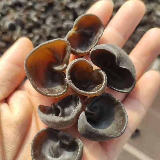 木耳基地大量批发各种木耳,质量保证,欢迎洽谈