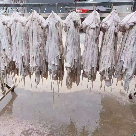 羔羊净肚