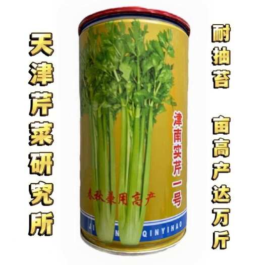津南实芹芹菜种子罐装实芹菜蔬菜种子芹菜研究所罐装80克包邮发