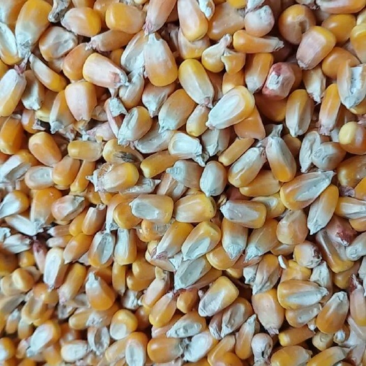 成县玉米