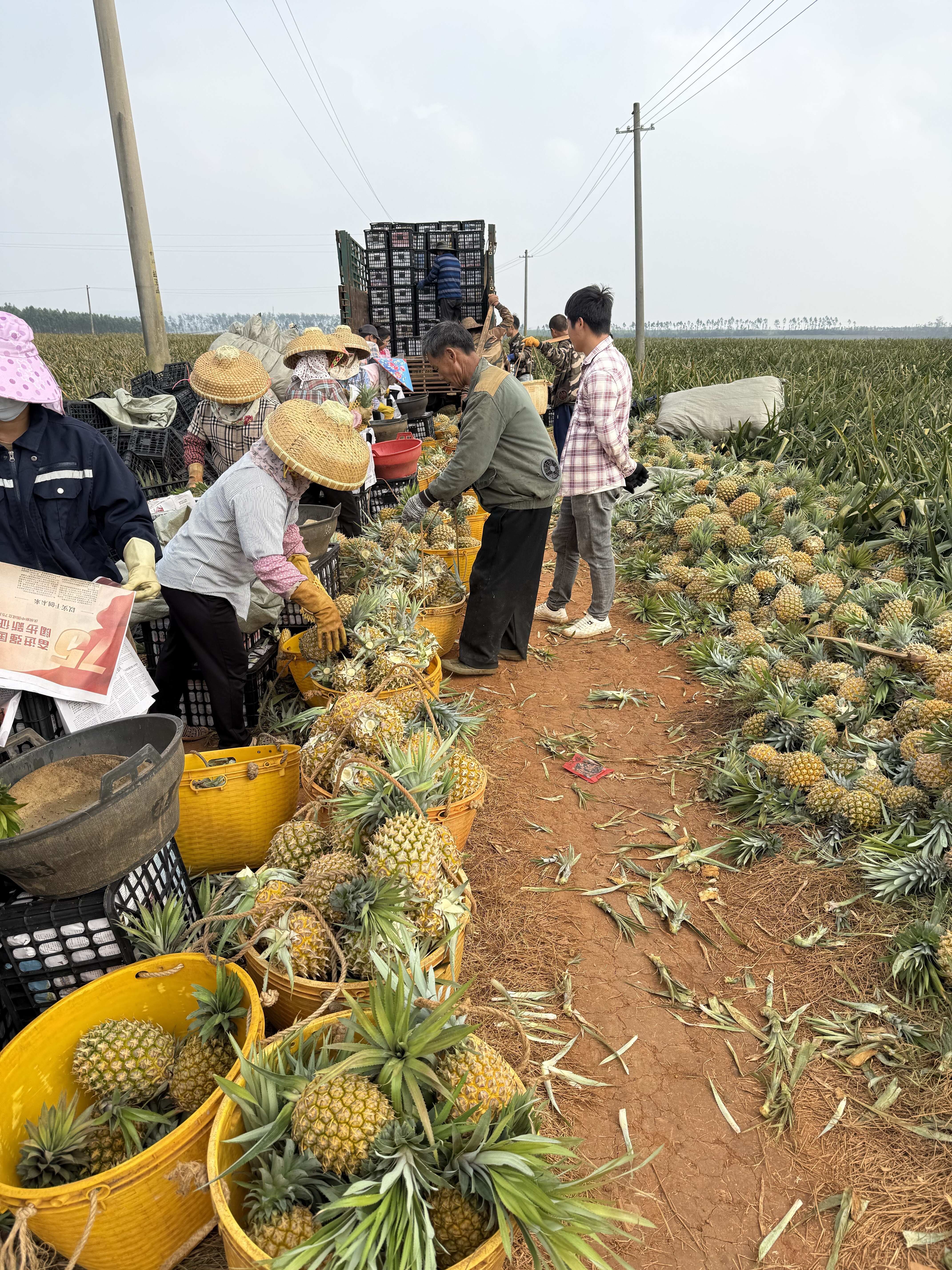 广东湛江徐闻香水菠萝精品果900g+新鲜发货可定制成熟度