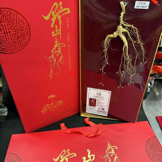 高年头，国检45版山参