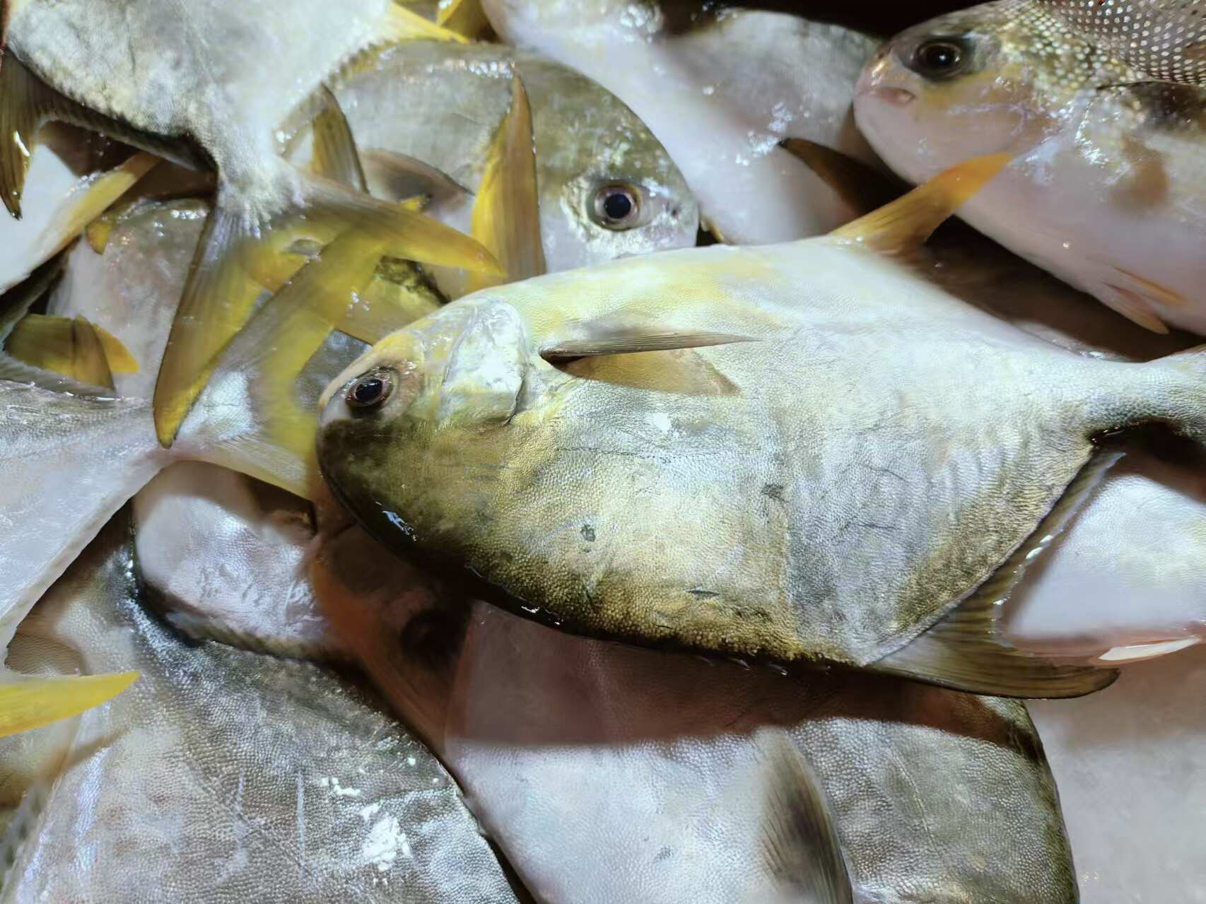 活体金昌鱼金鲳鱼