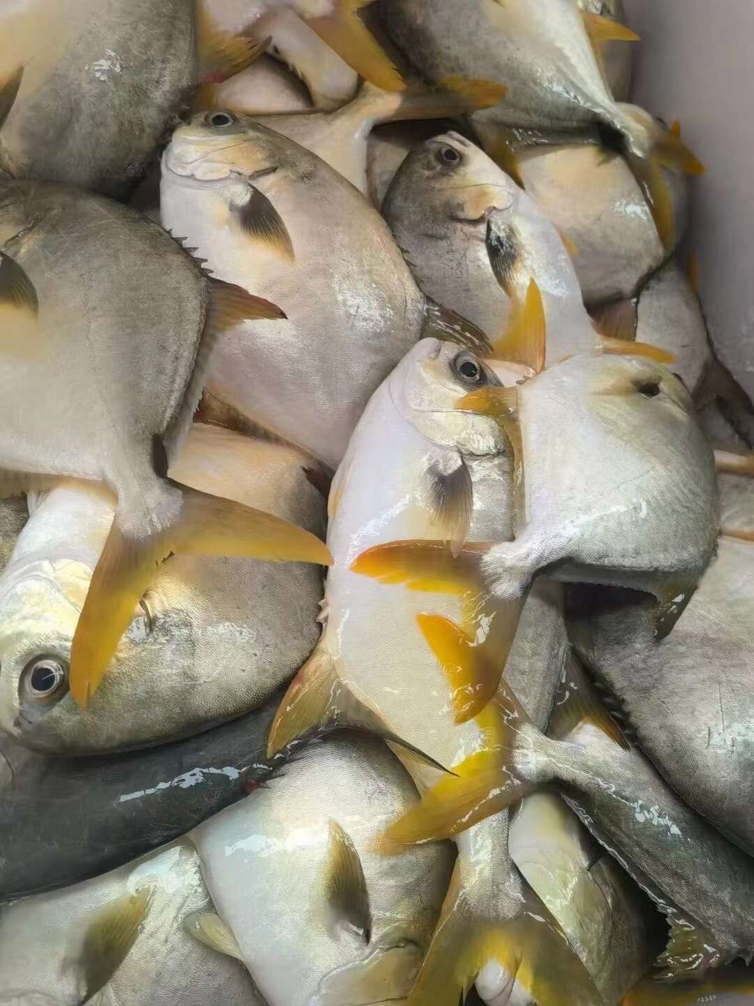 活体金昌鱼金鲳鱼