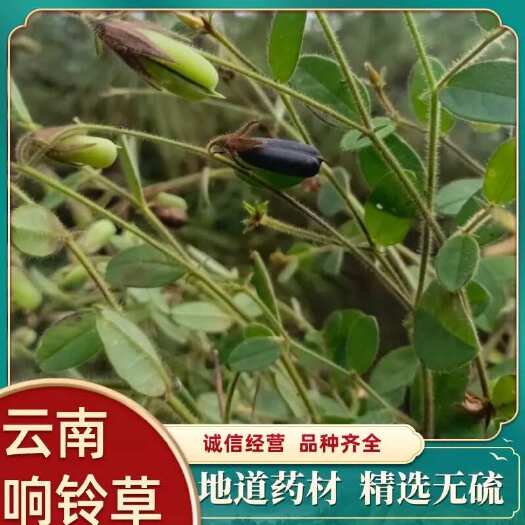 昆明云南中药材响铃草 马响铃 马铃草 假花生 新鲜干货云南