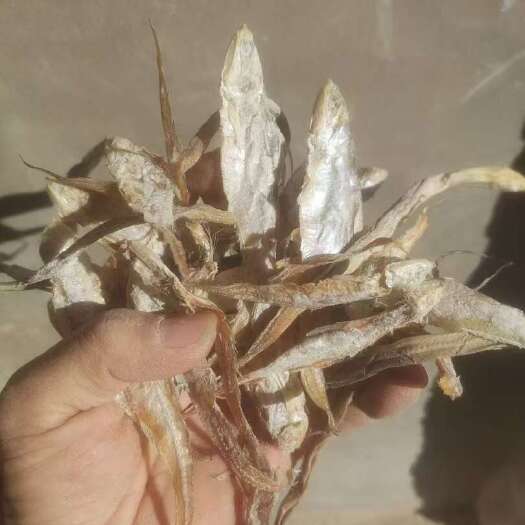 批发饲料鱼干淡干海水高蛋白鱼干畜禽用水产饲料原料