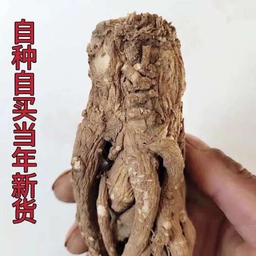 漳县甘肃当归整条发货新货全干包邮
