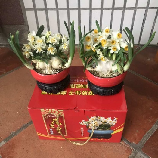 漳州水仙花批发 已雕刻水仙单复瓣多花枝 春节年宵花卉自产自销