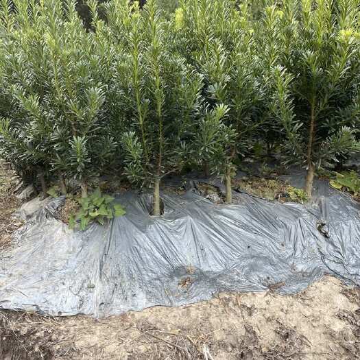 荔浦市雀舌罗汉松小矮霸