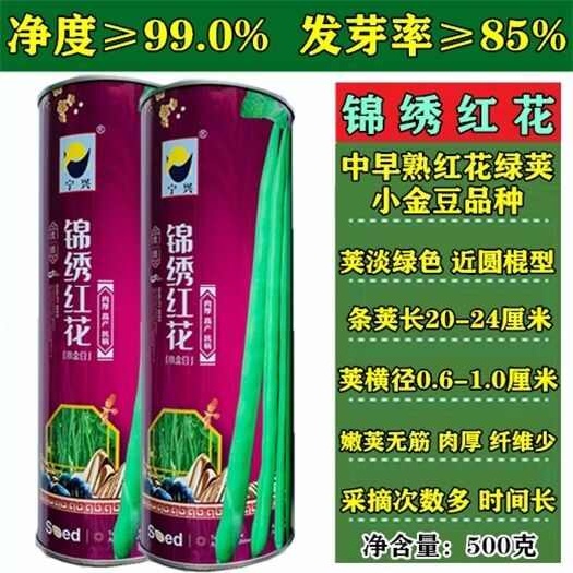 沭阳县四季豆种子锦绣红花小金豆荚淡绿色肉厚纤维少抗病丰 产芸豆种子
