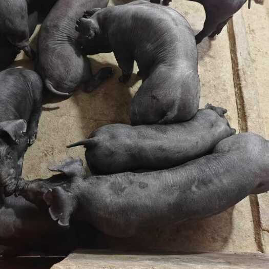 猪厂直销苏太黑猪苗 杜洛克，太湖原种母猪苗价格优