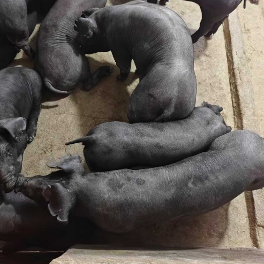 宿迁猪厂直销苏太黑猪苗 杜洛克，太湖原种母猪苗价格优