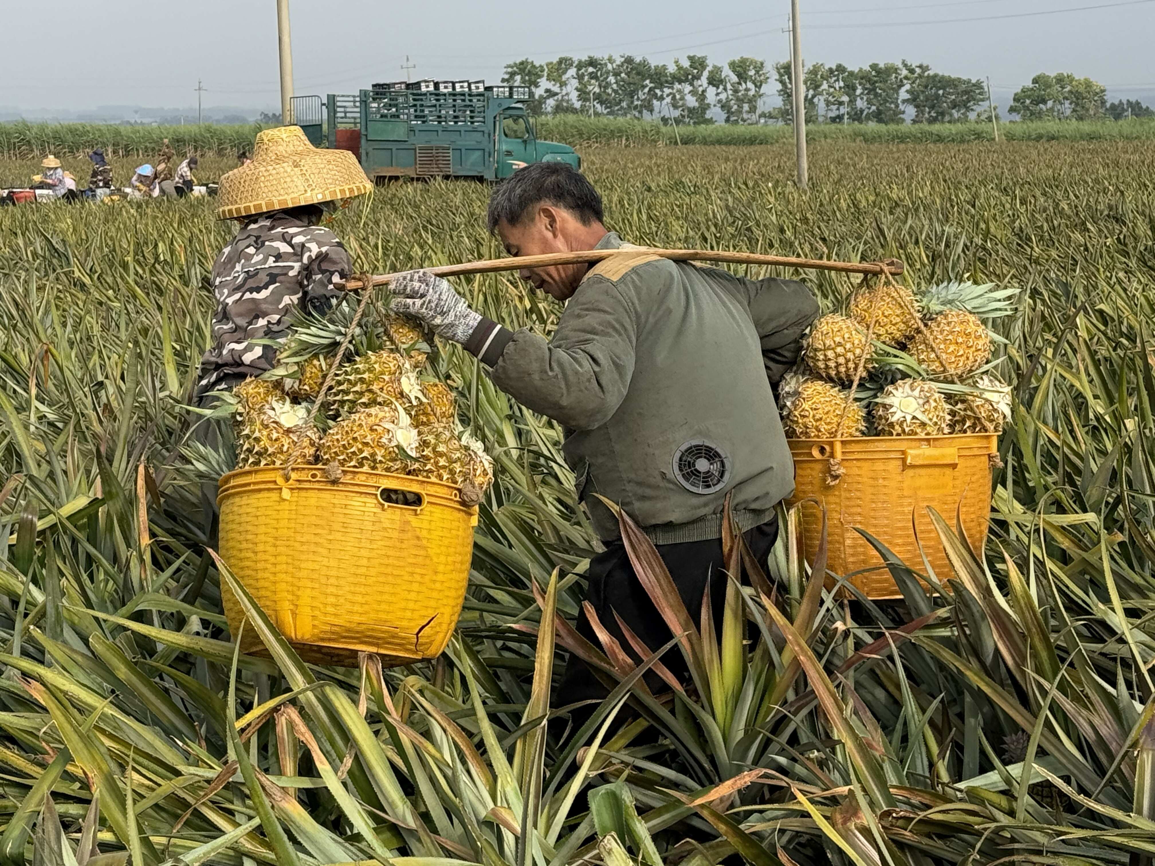 广东湛江徐闻香水菠萝精品果900g+新鲜发货可定制成熟度