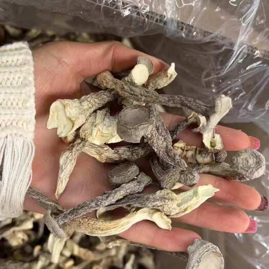 昆明鹿茸菇  优质好货  质量保证  价格优惠  味道鲜美