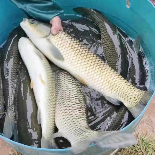 云南本地鲜活水库草鱼直供