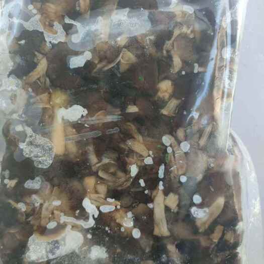宁城县榛蘑，干品，水煮速冻，腌渍