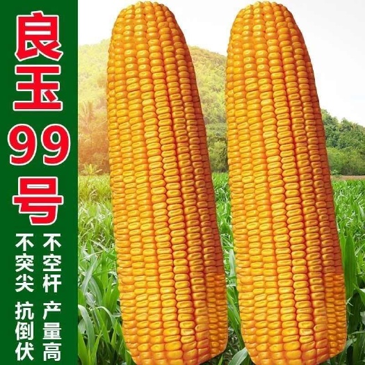 济南批发红轴大棒国审正品玉米种矮杆抗倒抗旱抗涝抗病苞谷种良玉99