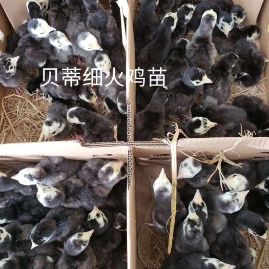 南宁广西 广东 贝蒂娜火鸡苗 青铜火鸡苗 尼古拉火鸡苗