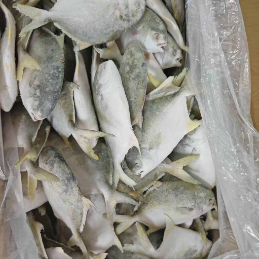 湛江金鲳鱼