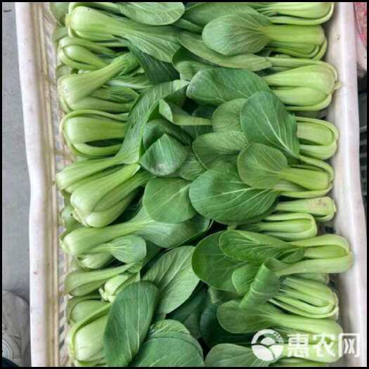 太仓市上海青小青菜蔬菜江苏
